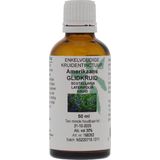 Scutellaria Blauw Glidkr  Cru