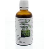 Scutellaria Blauw Glidkr  Cru