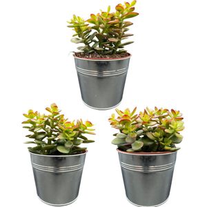 Succulenten, Crassula Minor, 12cmØ, 15-20CM Hoog, Zinken Potten (3 Stuks)