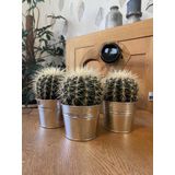 Cactus, Echinocactus Grusonii, 11.5CMØ, 15CM Hoog, Zinken Potten, (3 Stuks)