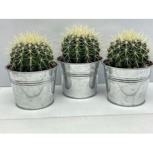 Cactus, Echinocactus Grusonii, 11.5CMØ, 15CM Hoog, Zinken Potten, (3 Stuks)