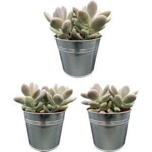 Succulenten, Pachyphytum Oviferum, 12cmØ- 15-25 CM Hoog, Zinken Potten, (3 Stuks)