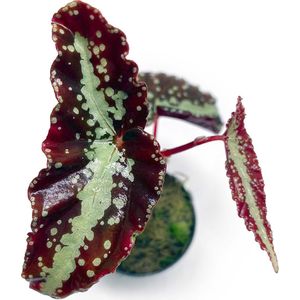 Begonia Variablis Patch 2