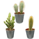 Cactus Palen Mix, 9.5 CMØ, 15-20CM Hoog, Zinken Potten (3 Stuks)