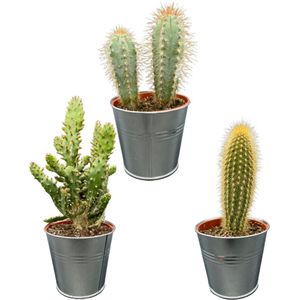 Cactus Palen Mix, 9.5 CMØ, 15-20CM Hoog, Zinken Potten (3 Stuks)