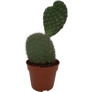 Cactus, Opuntia Vijgcactus, 17CMØ, 30-40CM Hoog