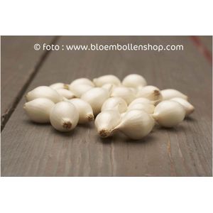 PLANTUI - PLANTAJUIN SNOWBALL - WIT 250 gram - ajuin - ui -oignon - onion