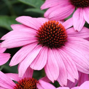 Zonnehoed Purper »Echinacea purpurea«