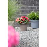 Mega Collections Plantenpot/bloempot - kunststof - taupe/bruin - buiten - D30 x H27 cm