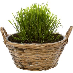 Mega Collections Planten/bloemen mand Cuba - rotan - lichtbruin - D25 x H11 cm - plantenpot voor buiten