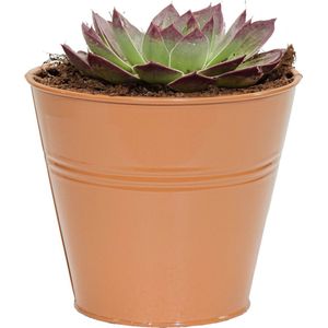 Mega Collections - Bob - Plantenpot - Terracotta Bruin - Zink