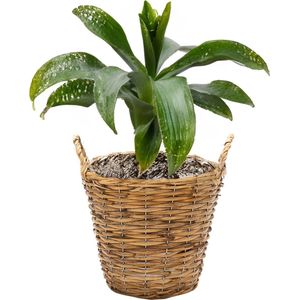 Planten/bloemen mand Cuba - rotan - lichtbruin - D25 x H21 cm  - plantenpot voor buiten