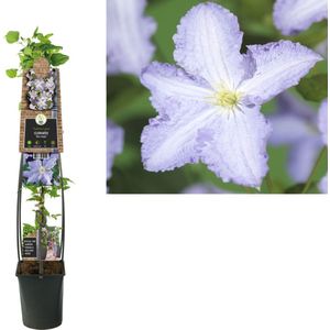 Klimplant Clematis Blue Angel (Bosrank) 120cm