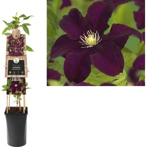 Klimplant Clematis Warszawska Nike (Bosrank) 120cm