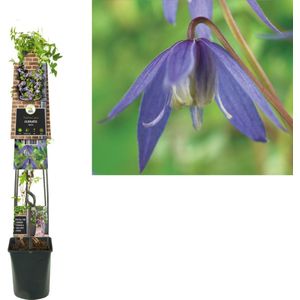 Klimplant Clematis alpina (Bosrank) 120cm
