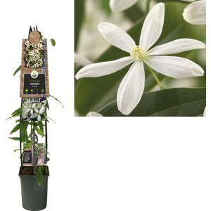 Klimplant Clematis armandii (Bosrank) 120cm