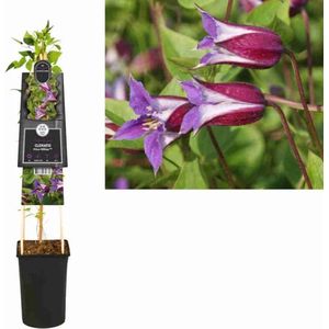Klimplant Clematis Prince William PBR (Bosrank)