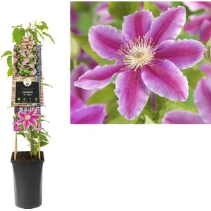 Klimplant Clematis Dr. Ruppel  - Roze Bosrank