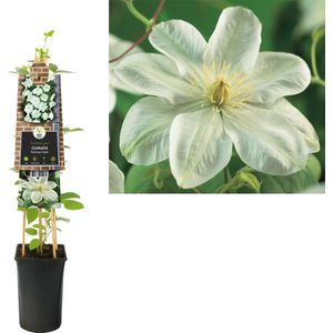 Klimplant Clematis Guernsey Cream  - Witte Bosrank