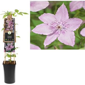 Klimplant Clematis Hagley Hybrid  - Roze Bosrank