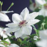 Klimplant Clematis Miss Bateman - Witte Bosrank