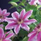 Bosrank (Clematis 'Nelly Moser') D 16 H 75 cm