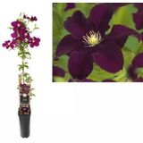 Klimplant Clematis Warszawska Nike - Rode Bosrank