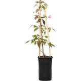 Klimplant Clematis montana  Mayleen - Roze Bosrank