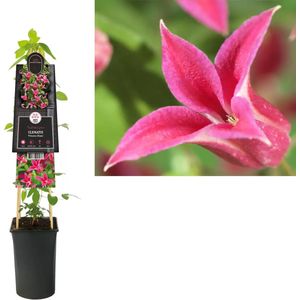 Klimplant Clematis Princess Diana - Roze Bosrank