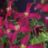 KLIMPLANT CLEMATIS VIT. MADAME JULIA CORREVON - RODE BOSRANK