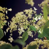 Klimplant Hydrangea Petiolaris - Klimop