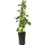 Klimplant Hydrangea Petiolaris - Klimop