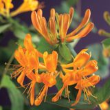 Klimplant Lonicera tellmanniana - Oranje gele Kamperfoelie