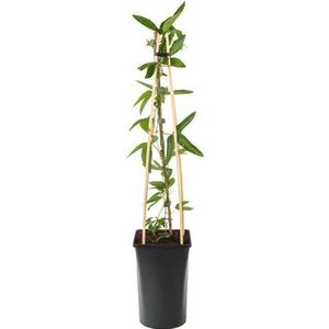 Klimplant Passiflora Victoria - Lila Passiebloem