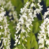 KLIMPLANT WISTERIA FLORIBUNDA ALBA - WITTE BLAUWEREGEN