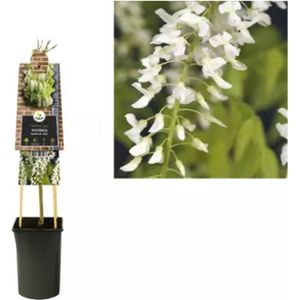 KLIMPLANT WISTERIA FLORIBUNDA ALBA - WITTE BLAUWEREGEN