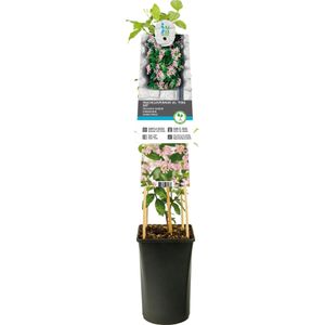 Klimplant Trachelospermum Pink Air - Roze Jasmijn