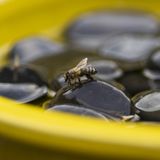 Bijen- en vlinderdrinkschaal Vlindervorm