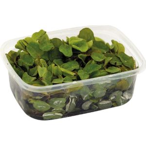 Aquafleur Phyllanthus | Fluitans | In Een Bakje