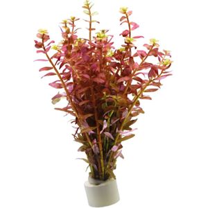 Aquafleur Rotala Indica Rood In Terracotta Ring
