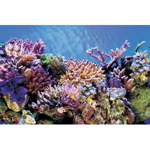 SuperFish Deco Poster A 100x49CM
