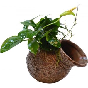 Aquafleur Deco Pot Anubias Waterplant