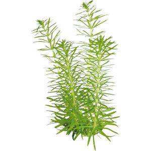 Eg pogostemon erectus nr87