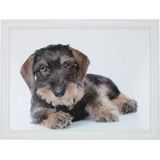 Mars & More laptray Teckel