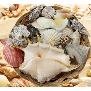 Schelpen gemixt 1 kilo - Decoratie - Zee - Strand - Mand met Schelpen