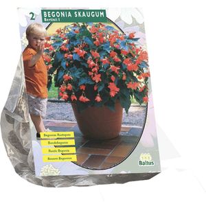 Begonia Bertinii Skaugum per 2