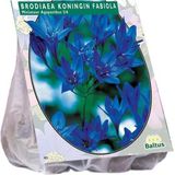 Miniatuur Agapanthus bloembollen - Brodiaea Koningin Fabiola - 100 stuks