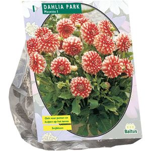 Dahlia Park Musette per 1