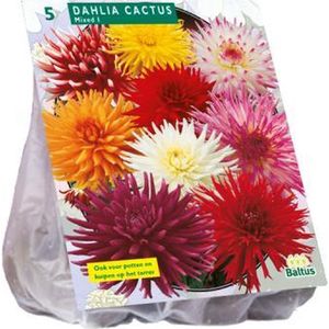 Dahlia Cactus Mixed - 2x3 stuks