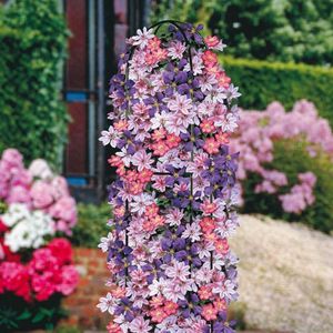 3 x Clematis Klimplanten Mix: 3 halen, 2 betalen! - Rood, Blauw en Roze - Bloei van Mei tot Oktober - Clematis Ville de Lyon, Jackmanii en Nelly Moser - Meerjarig klimplanten en Winterharde tuinplanten | 3 x 1,5 liter pot